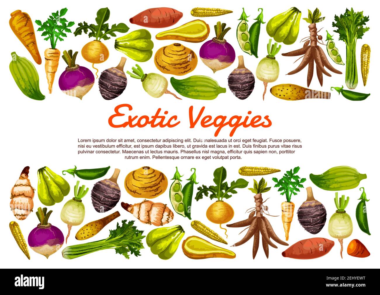 Root vegetables and exotic veggies farm harvest poster. Vector Jerusalem artichoke, radish and sweet potato with cassava, parsnip celery and bread bea Stock Vector