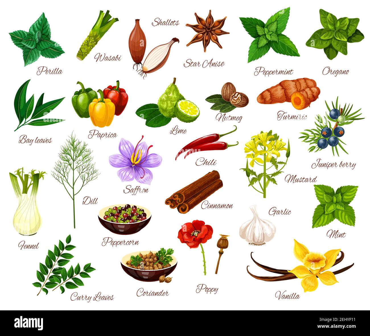 Spices and cooking herbs, herbal and vegetable or fruit seasonings. Vector  culinary condiments perilla, wasabi or shallot and anise, oregano with papr  Stock Vector Image & Art - Alamy