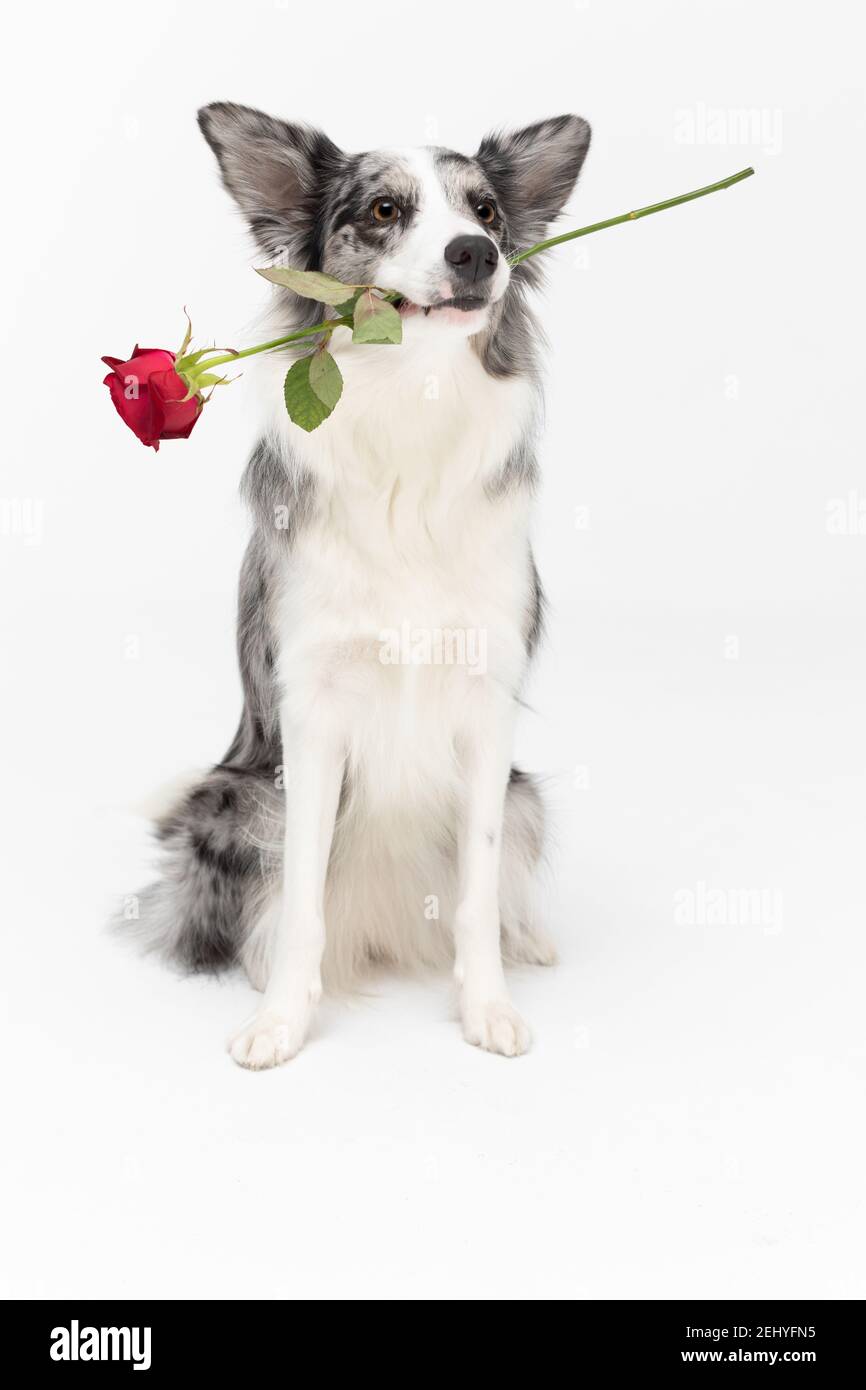 A well trained dog holds one red rose in its mouth. Border Collie dog ...