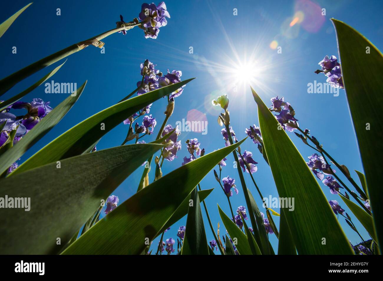 Frogs Perspective of Violet Iris Flowers with Green Leaves Pointing to the Blue Sky and Sun Stock Photo