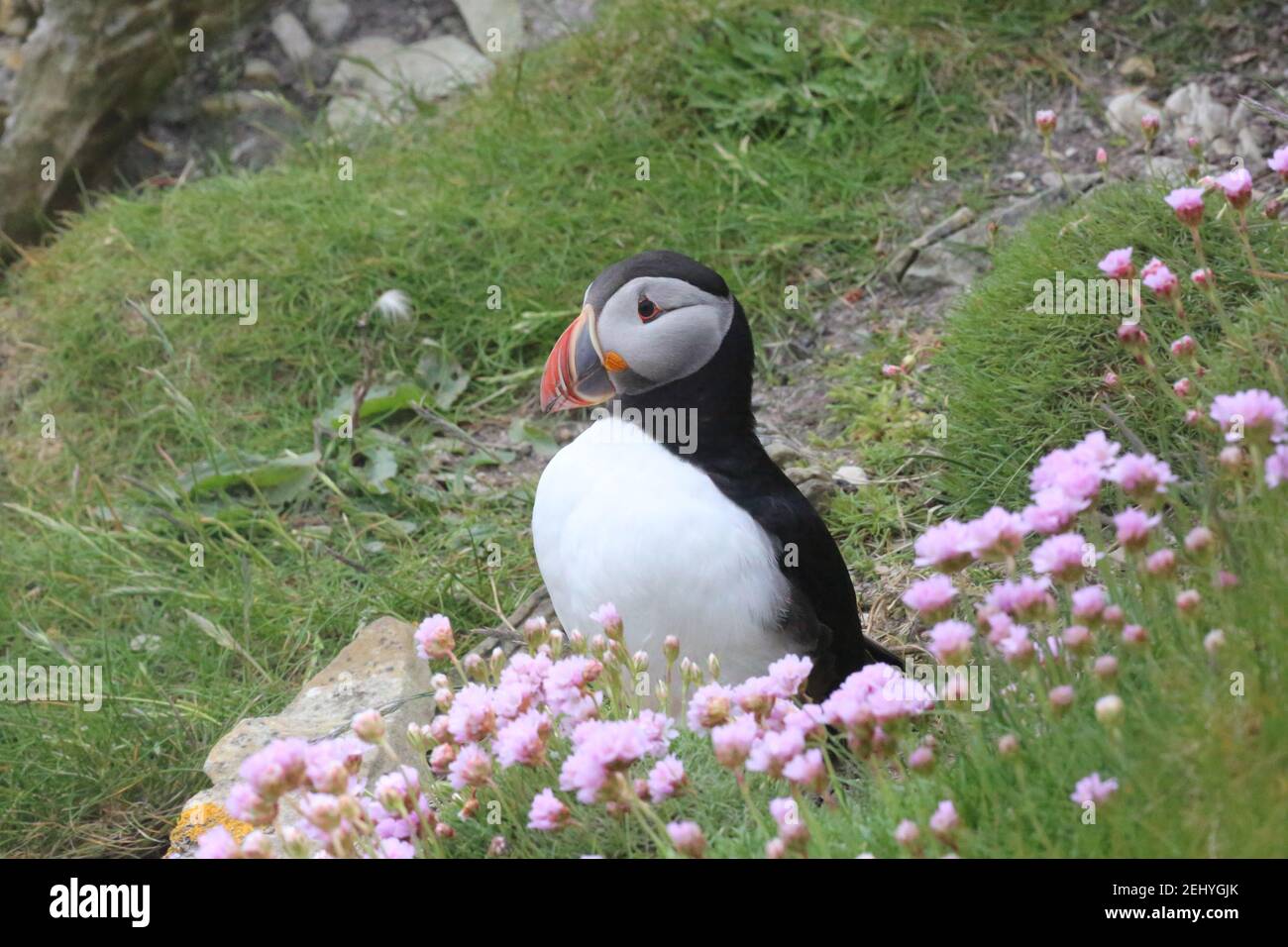 Puffin on clifftop Stock Photo Alamy