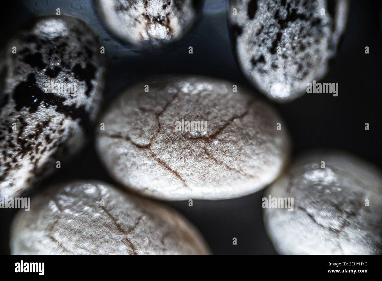 Chia seeds close up under the light microscope, magnification 40 times