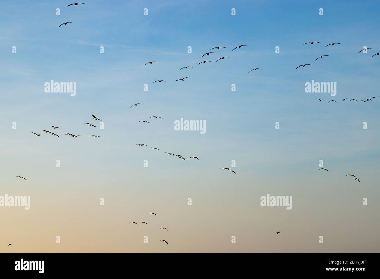 A flight of Barnacle geese (Branta leucopsis) above the IJsselmeer, North Holland, The Netherlands. Stock Photo