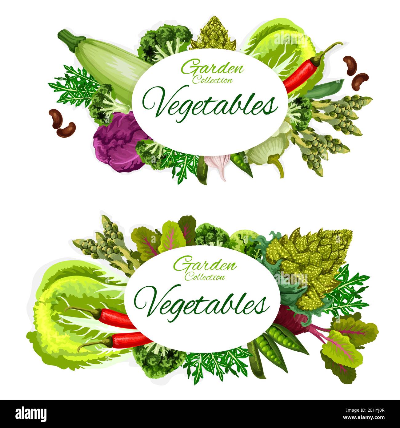Vegetable, beans and culinary herbs vector posters of organic farm veggies. Chili pepper, broccoli and cabbage, garlic, pea and zucchini, asparagus, s Stock Vector