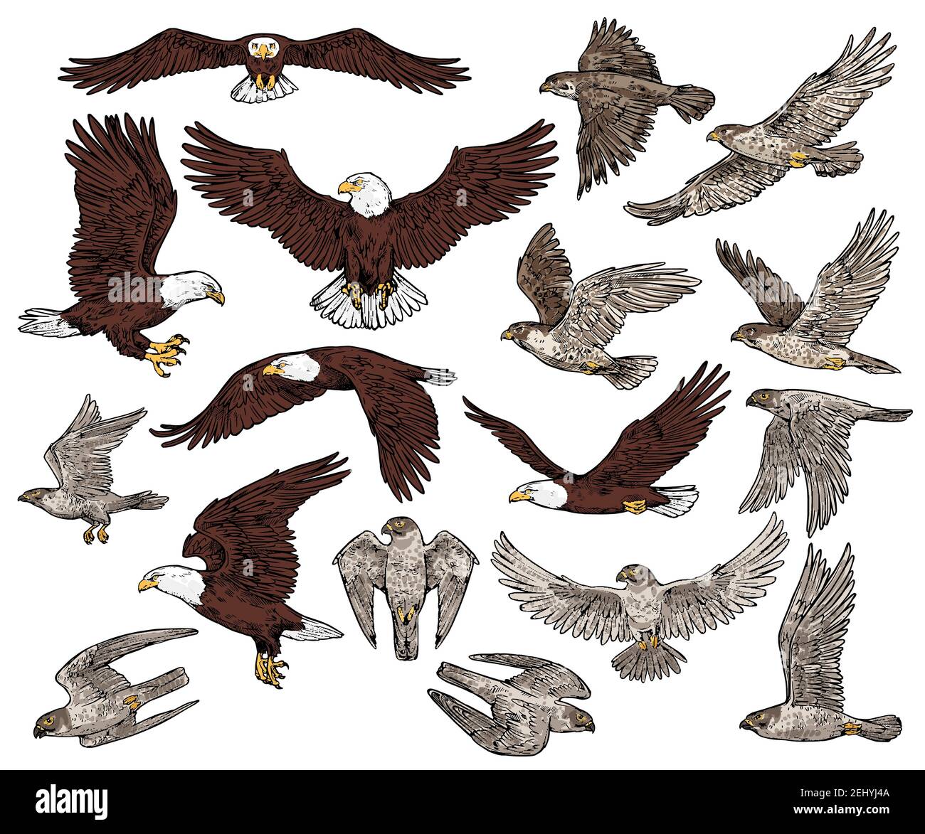 Predatory birds of prey vector sketch icons. Isolated wild predators