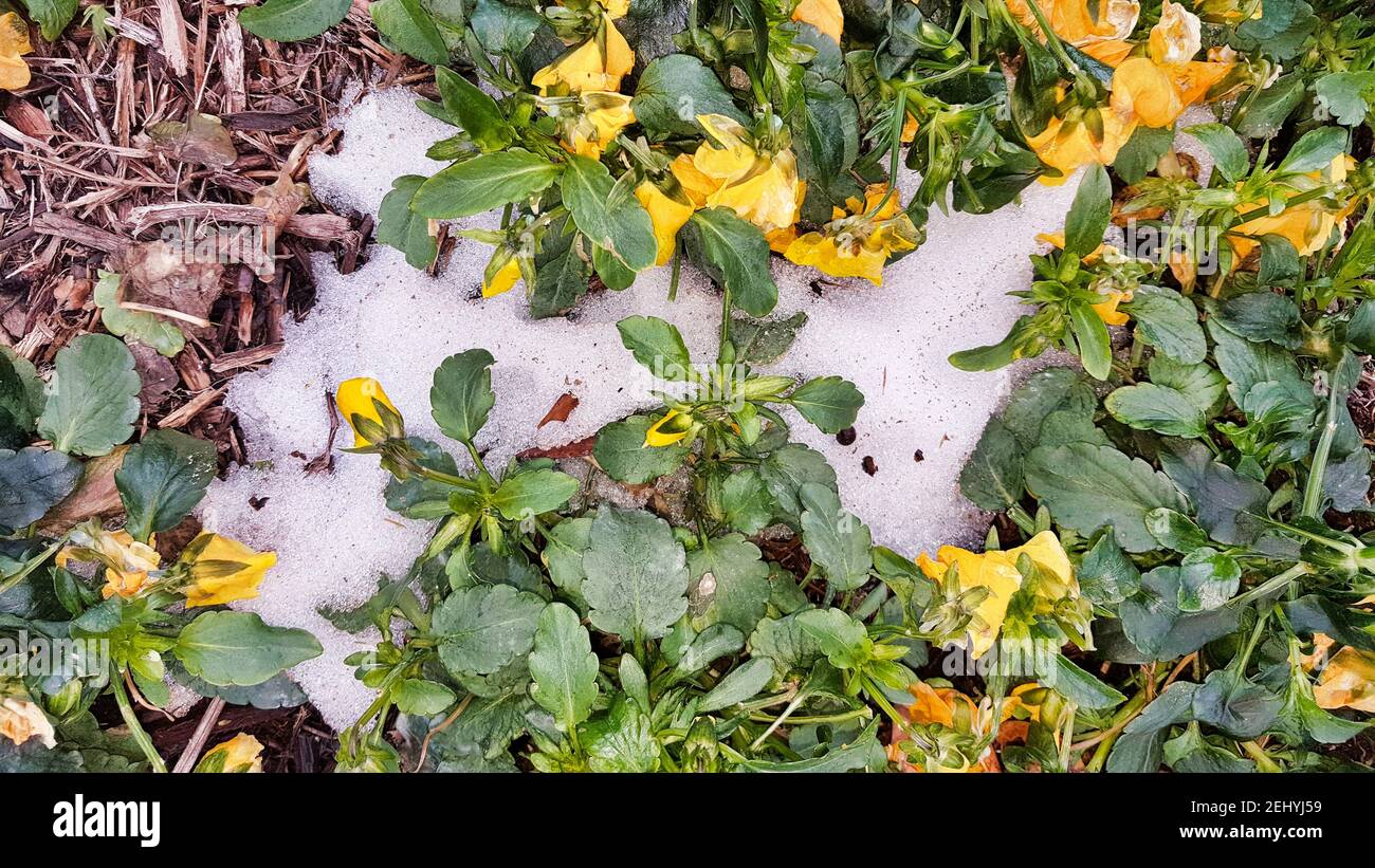 Dead Pansy flower garden in snow after destructive ice storms hit Houston, Texas. Stock Photo