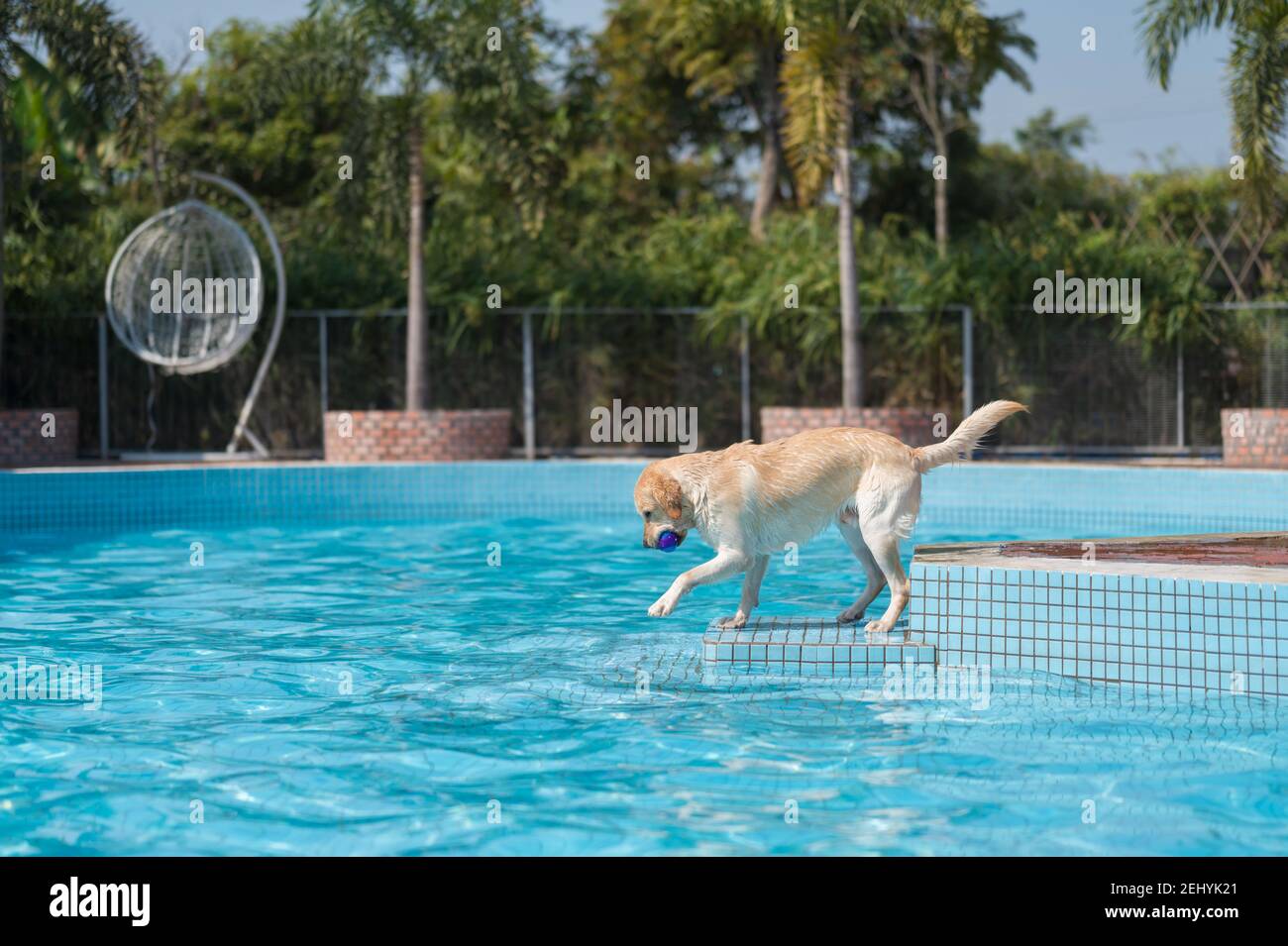 Labrador Swimming Pool Ramp Labrador playing in the pool Stock Photo - Alamy