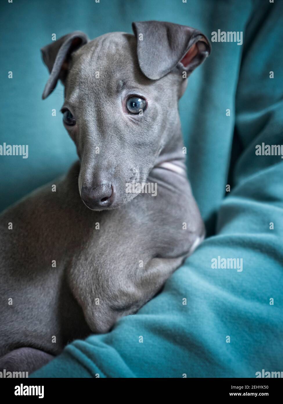 Miniature Blue Italian Greyhound Puppies