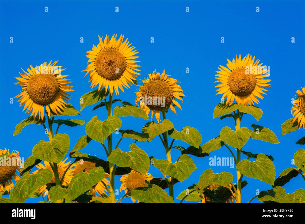 A field of Sunflowers, Helianthus annuus, Limagne, Auvergne, France Stock Photo