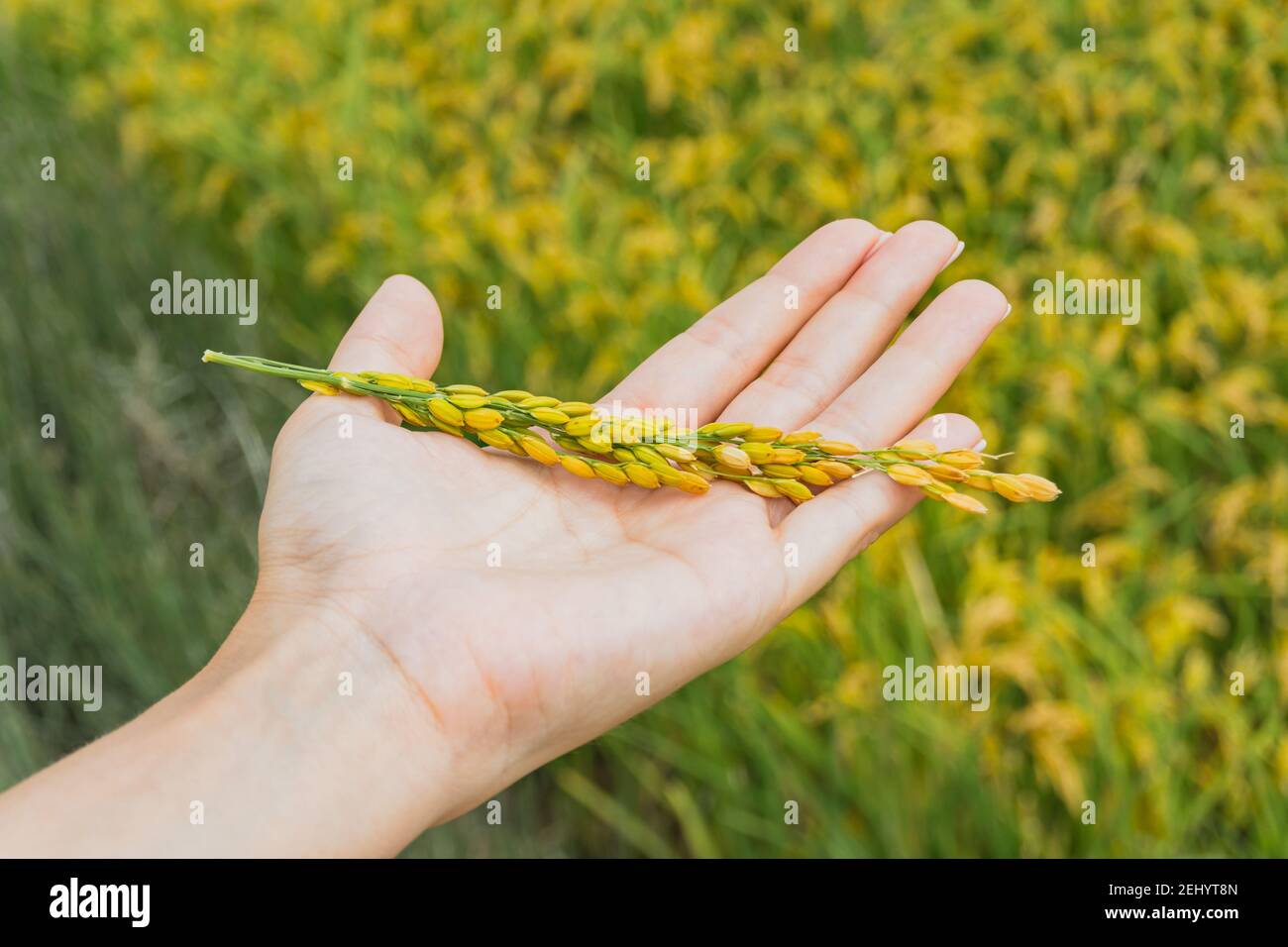 Growing of grain hi-res stock photography and images - Alamy