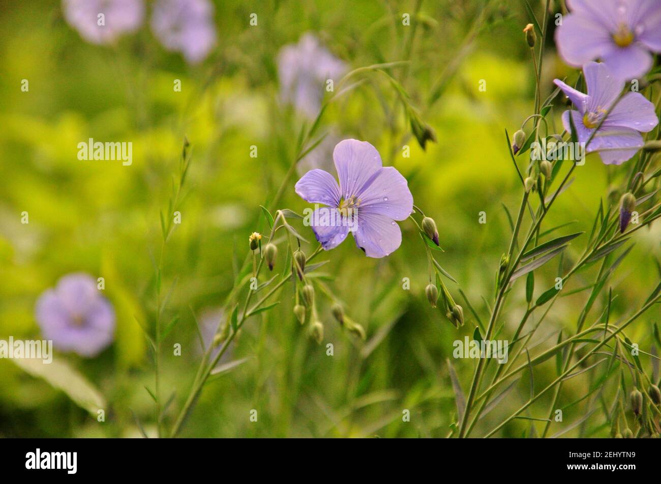 blue flax flower on green foliage background Stock Photo