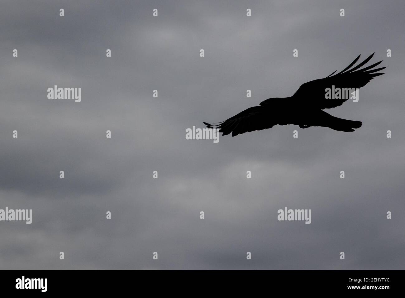 A raven flies above the beach at Fisherman’s Walk, Southbourne, Bournemouth during the lockdown and the COVID-19 coronavirus pandemic.. 20 February 20 Stock Photo