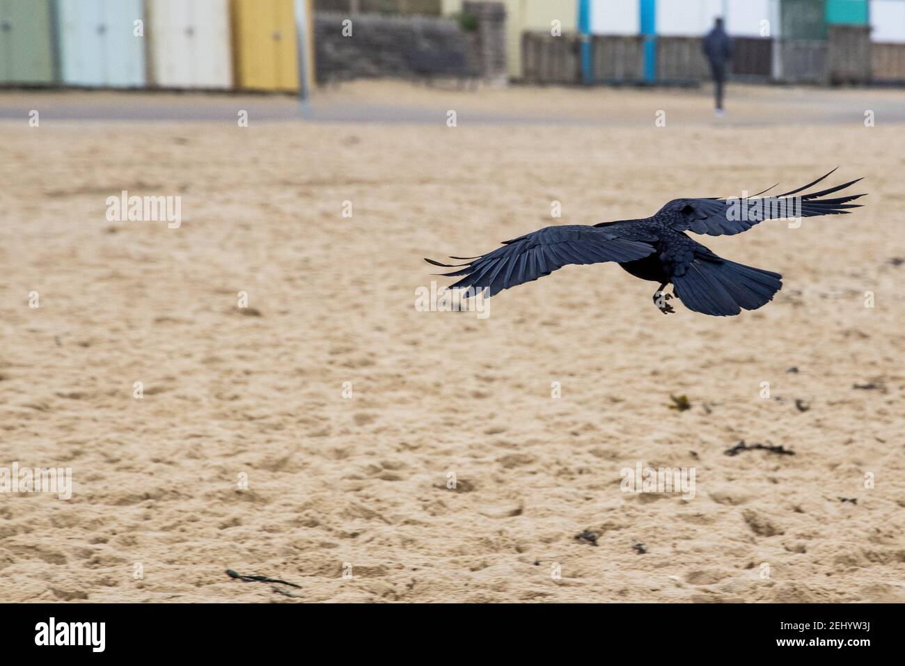 A raven flies above the beach at Fisherman’s Walk, Southbourne, Bournemouth during the lockdown and the COVID-19 coronavirus pandemic.. 20 February 20 Stock Photo