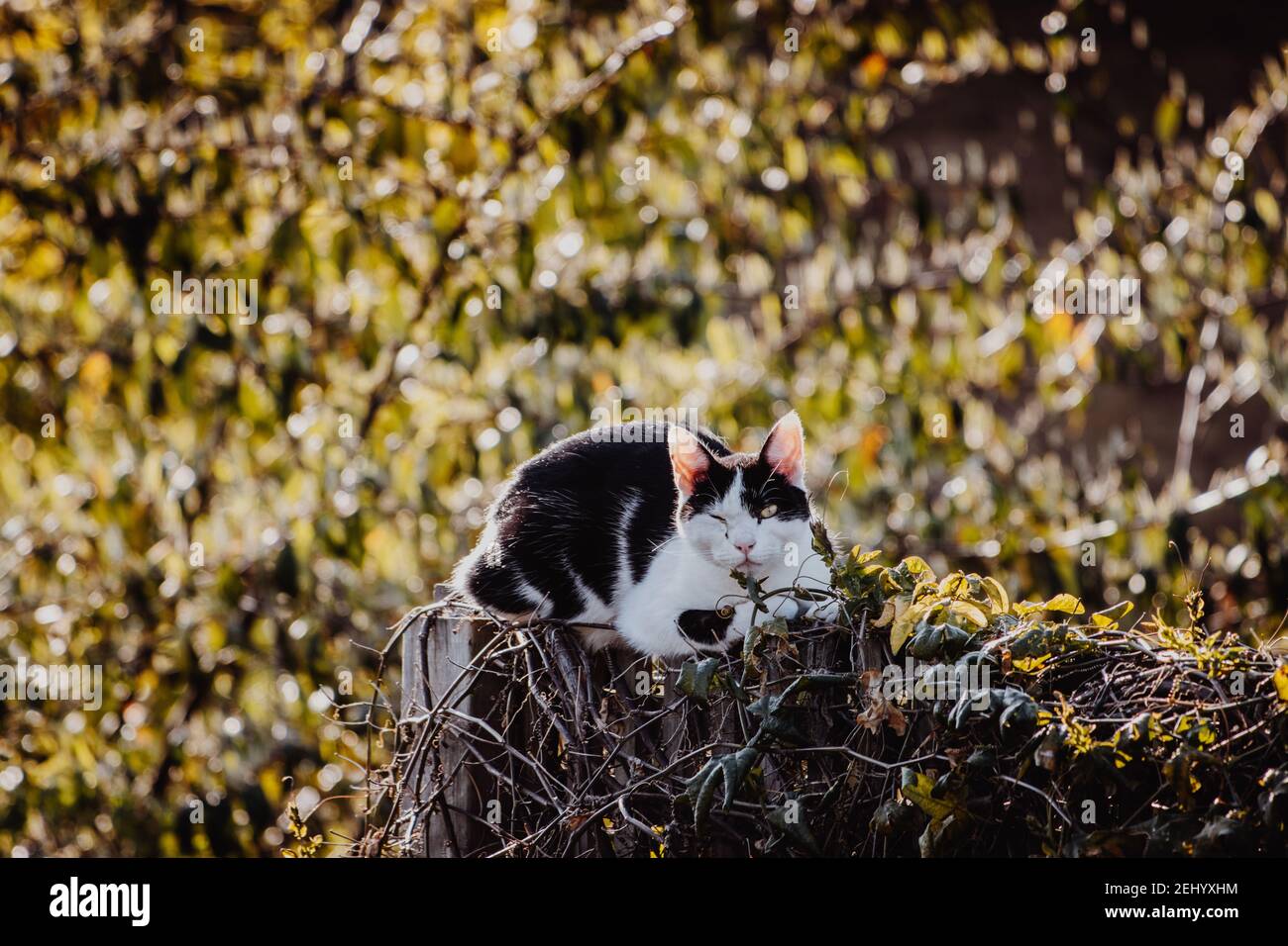 Cat on a fence Stock Photo - Alamy