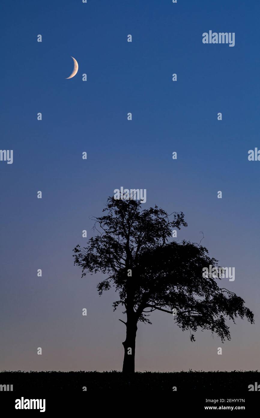 Crescent moon and tree at dusk Stock Photo