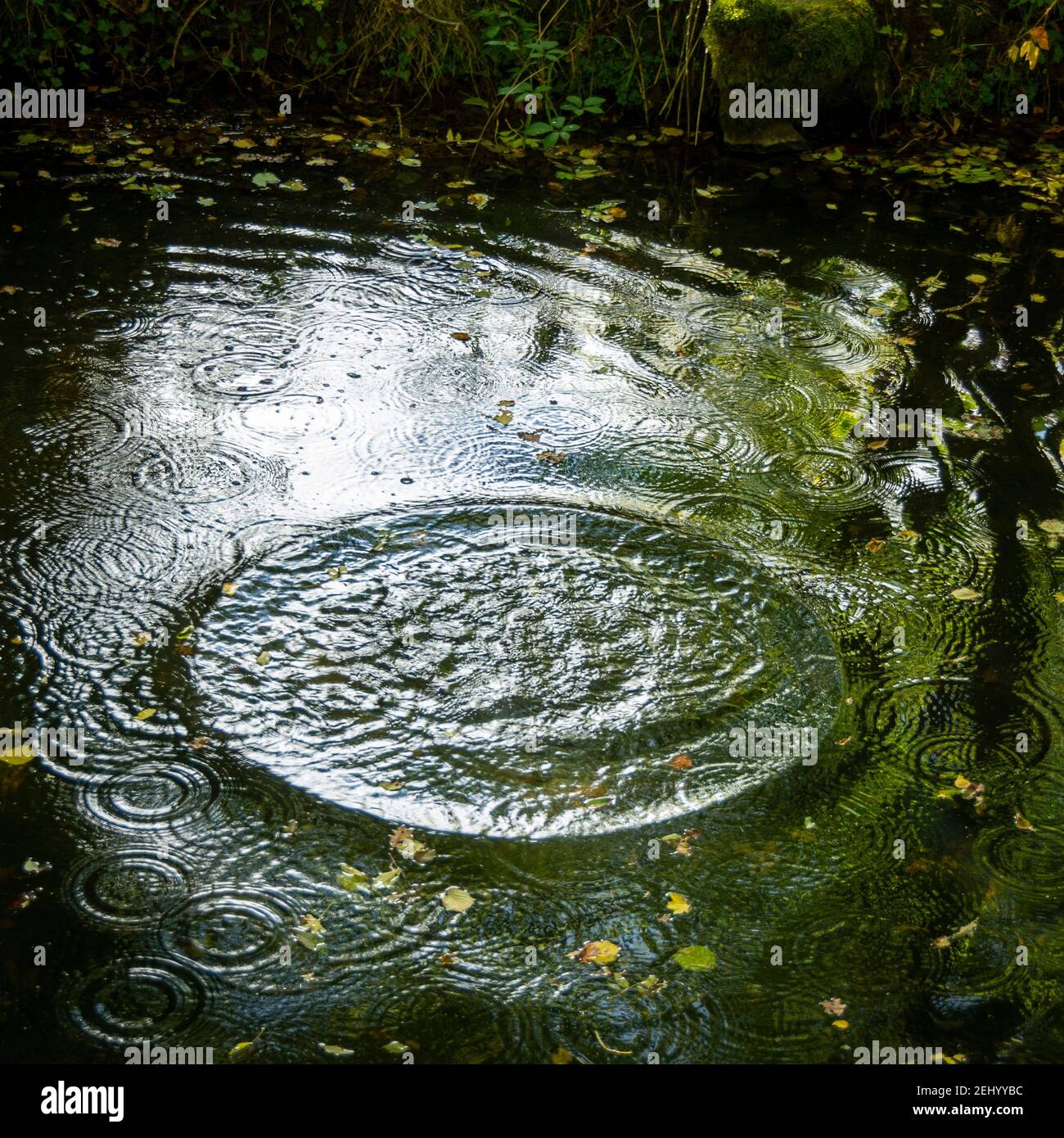 Ripples on a serene pond surface as raindrops create a calming effect in a tranquil natural setting Stock Photo