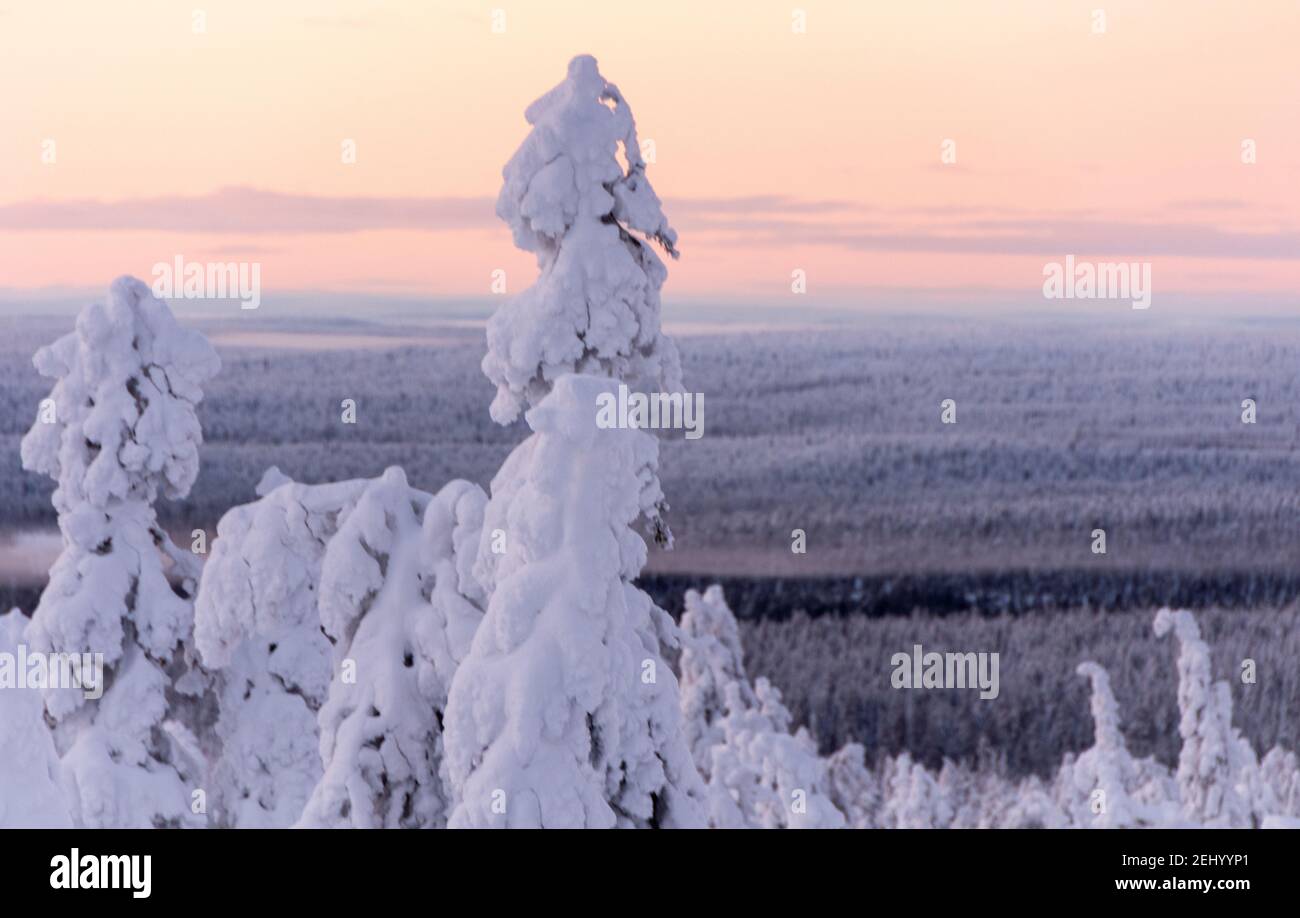 Snowy trees and fell in Lapland, Finland Stock Photo