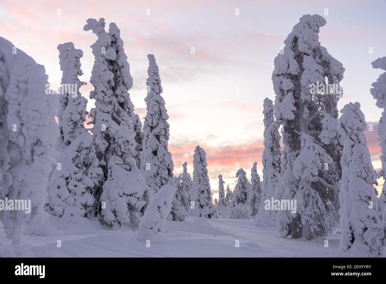 Snowy trees and fell in Lapland, Finland Stock Photo