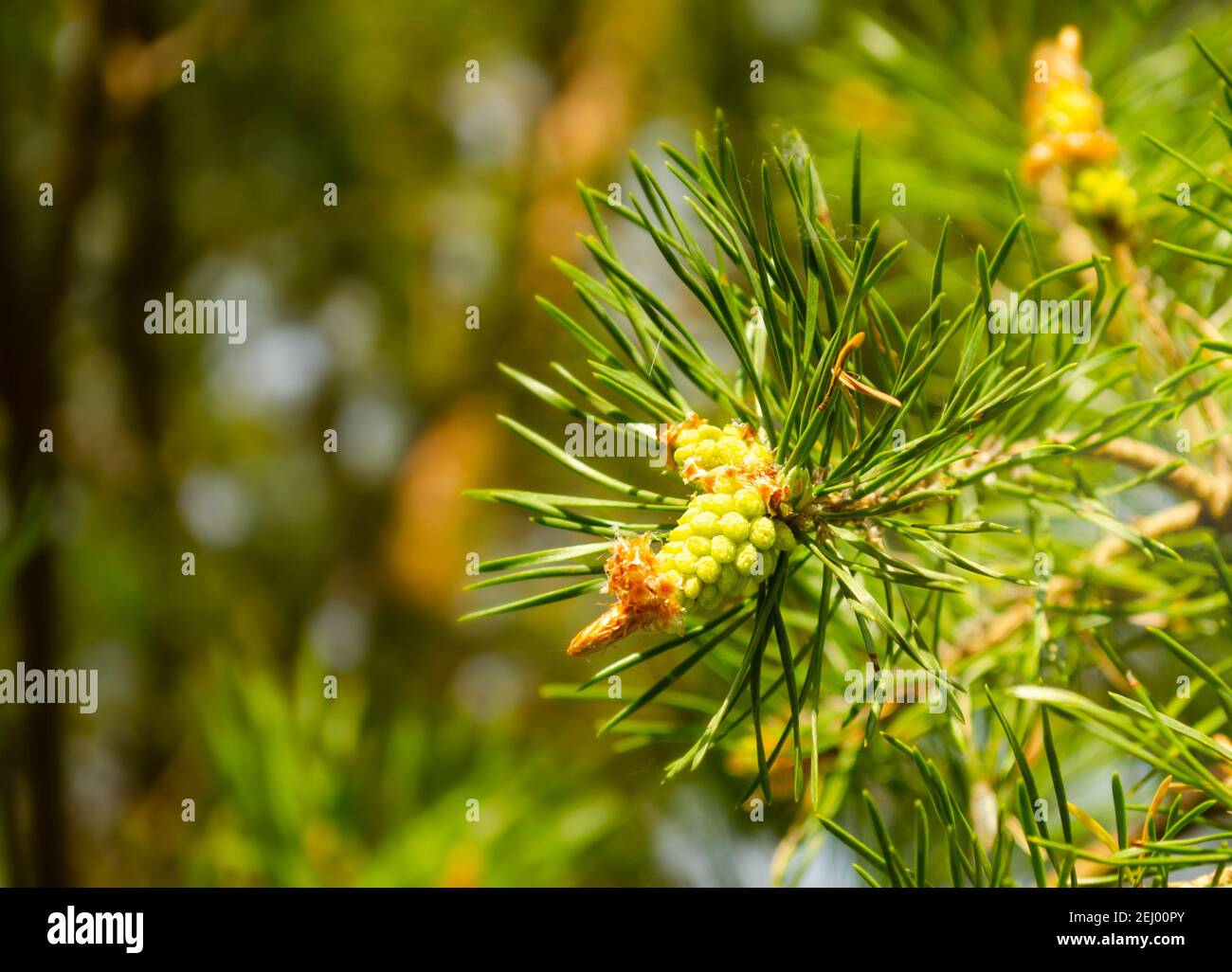 A green natural background with close-up view of a branch of pine flowering at the forest on sunny day. Young pine buds. Flowering Branches of Scots p Stock Photo