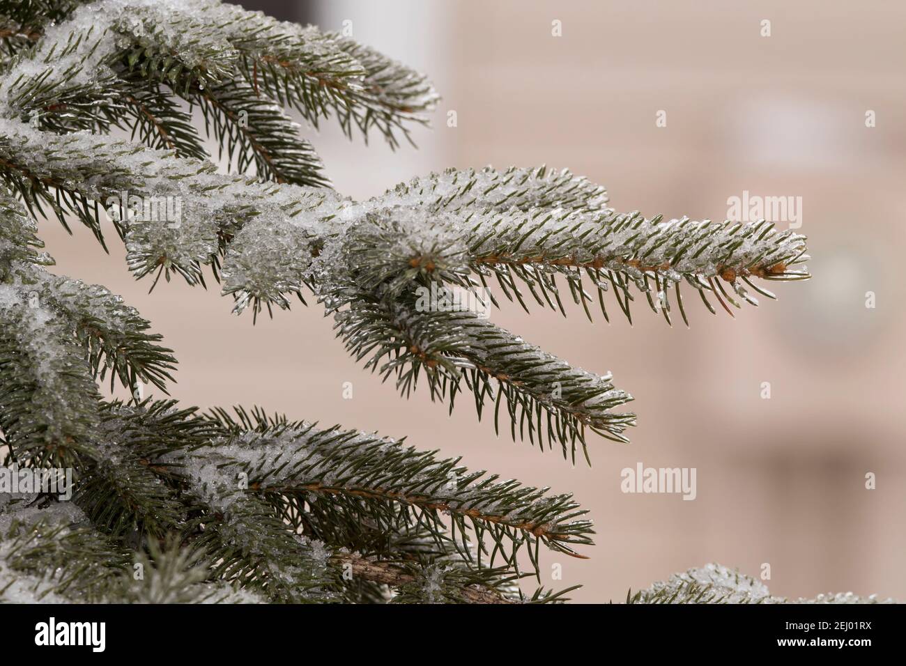 Snow on pine needles in winter with blurred background Stock Photo - Alamy
