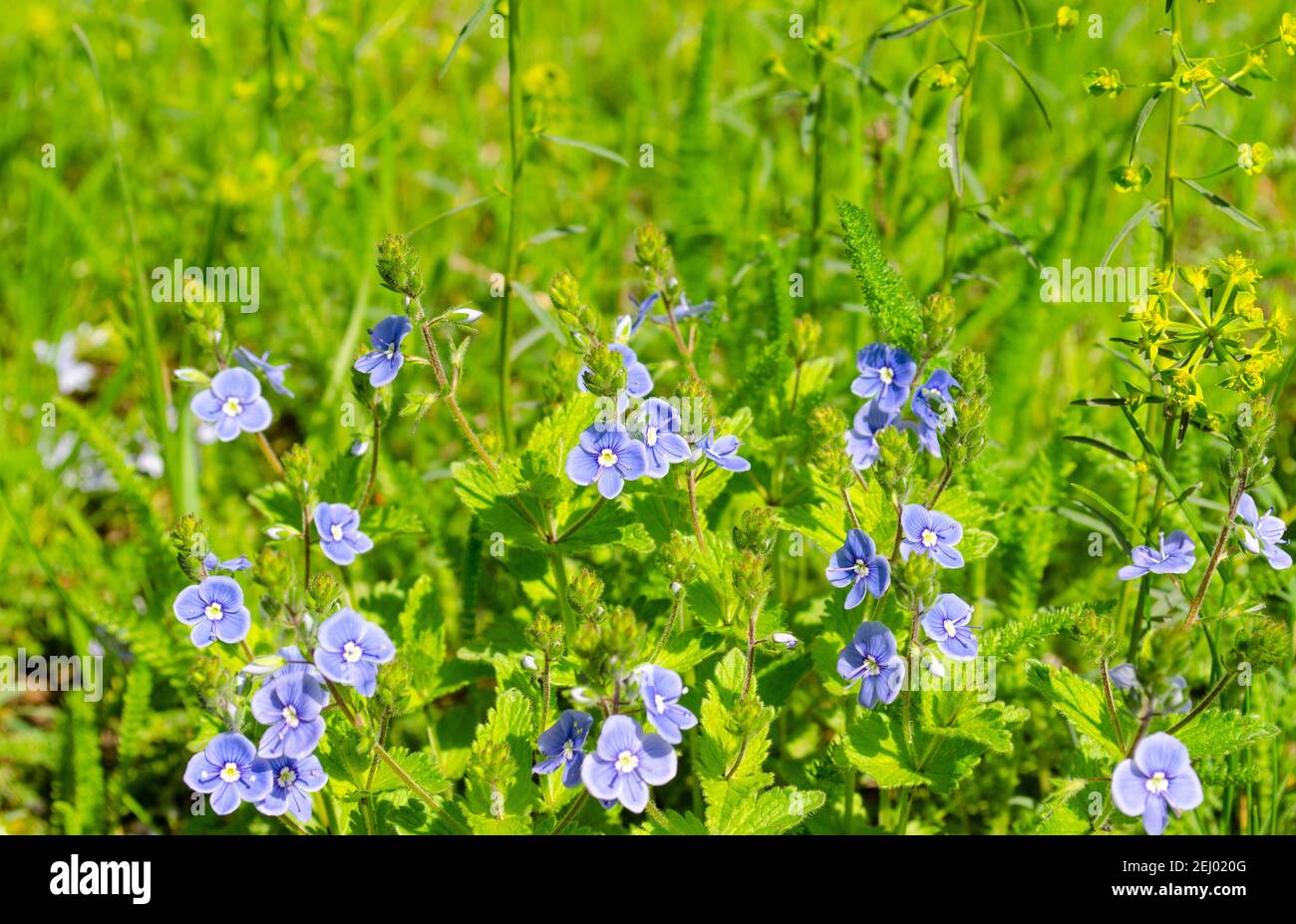 Small blue flowers of spring primrose Veronica hamedris germander speedwell, veronica bird's eye, cat's eyes in green grass. Stock Photo
