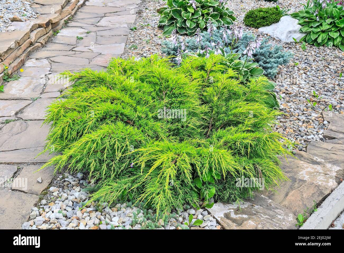 Juniper medium Gold Kissen - ornamental dwarf conifer for landscaping. Evergreen coniferous plant juniperus in stony garden on hill slope. Decorative Stock Photo