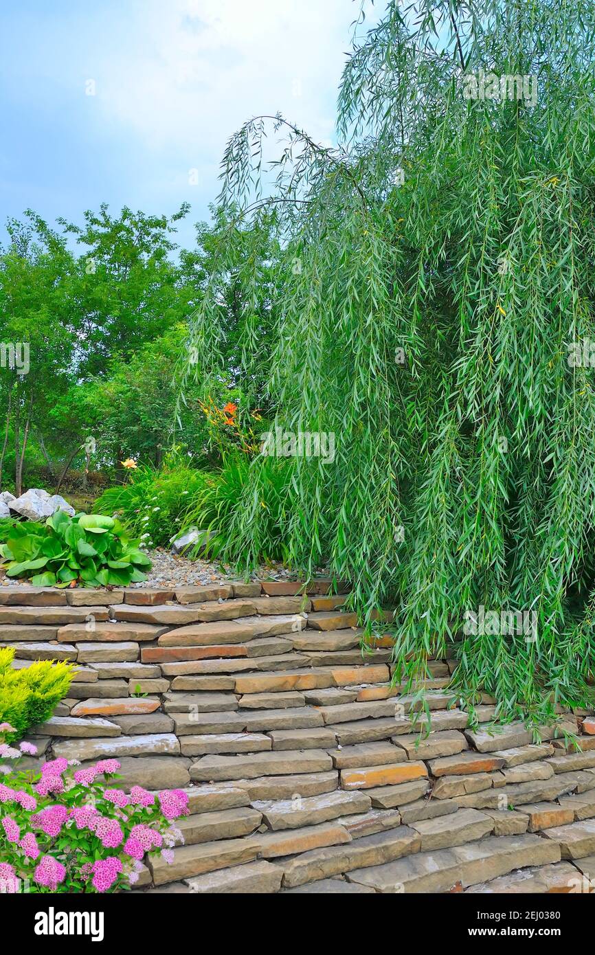 Weeping willow (Salix babylonica) in stony garden on slope of hill. Ornamental  flowers in rocky park: juniperus, badan, lilies and pink spirea flower Stock Photo