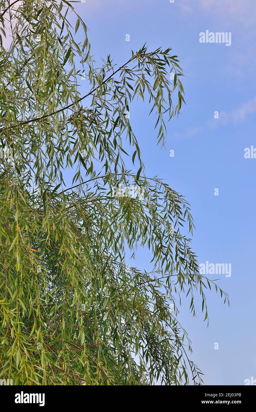 Weeping willow tree or Salix babylonica twigs on a blue sky background isolated. Ornamental plant for landscape design of park or garden. Long, delica Stock Photo