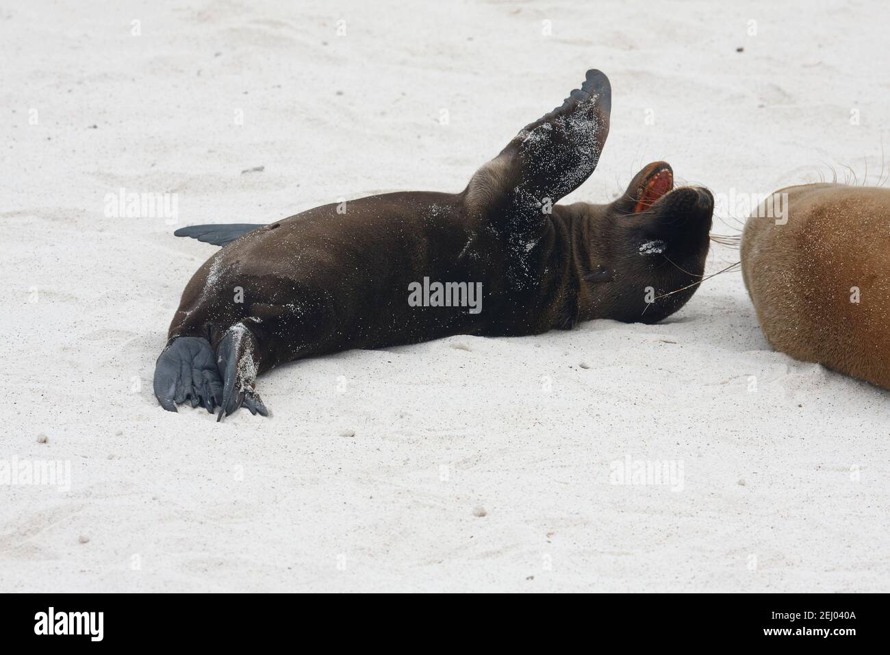 small Galapagos Sea Lion, rolling in sand, mouth open, flipper in air, beach, dark brown fur, Zalophus Californianus, marine mammal, wildlife, animal, Stock Photo