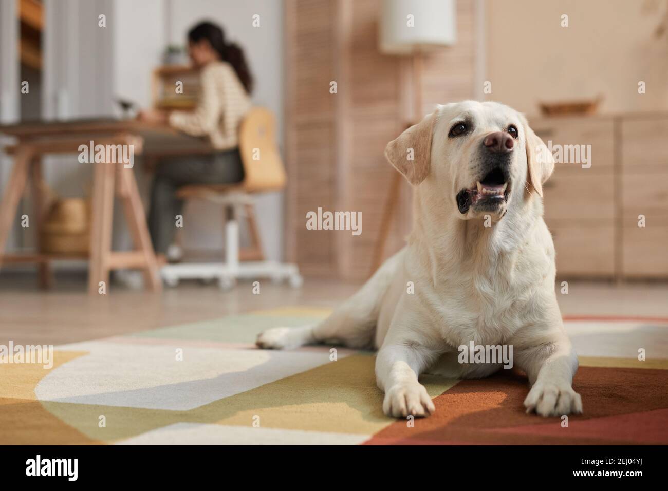 Warm toned front view portrait of white Labrador dog lying on carpet in ...
