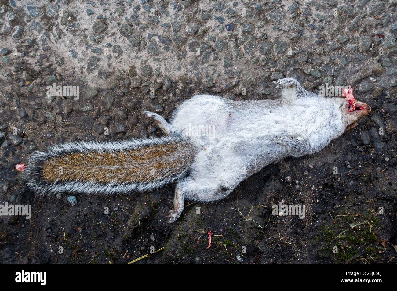 Aylesbury, Buckinghamshire, UK. 20th February, 2021. A dead squirrel on the road near an HS2 compound. Local roads are seeing a huge increase in HS2 contractor HGVs putting wildlife at risk of death. Stop HS2 activists have set up a new camp in the woodlands near it in an attempt to stop HS2 from felling the trees. The number of protesters is growing by the day as people get to see just how destructive the High Speed Rail from London to Birmingham is to the environment. Credit: Maureen McLean/Alamy Live News Stock Photo