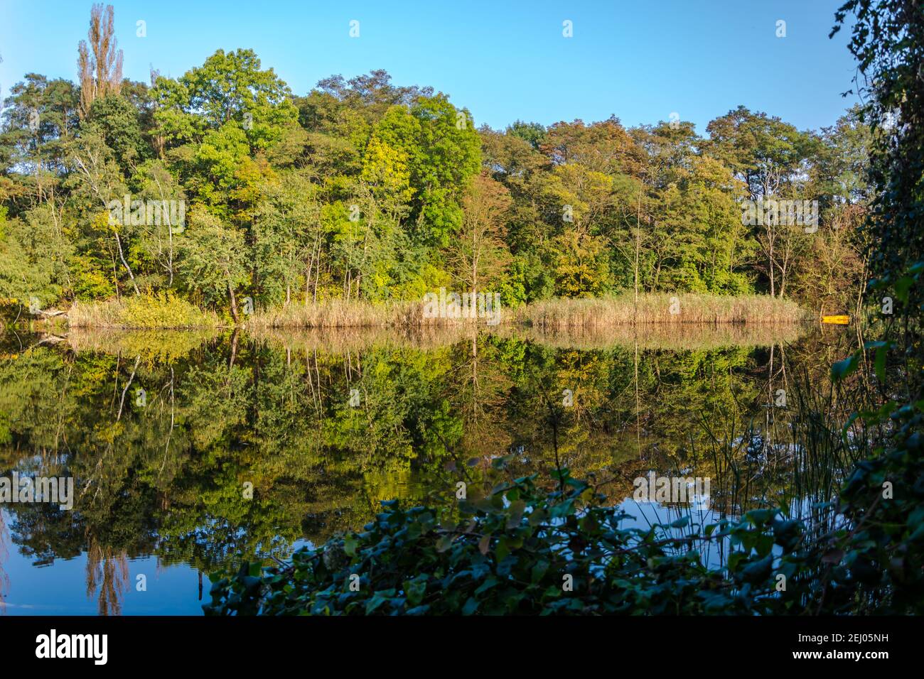 Mesmerizing view of green trees reflected on the water surface on the ...