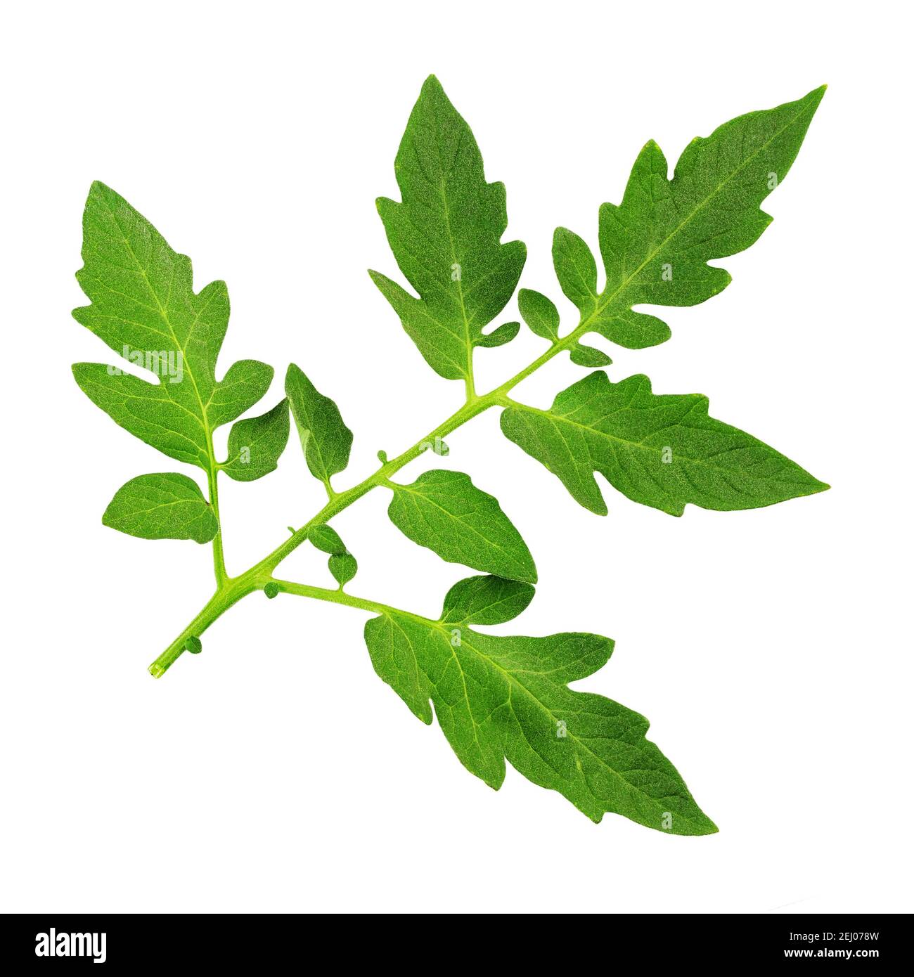 Branch of tomato leaves isolated on white. Agriculture concept. File contains clipping Stock