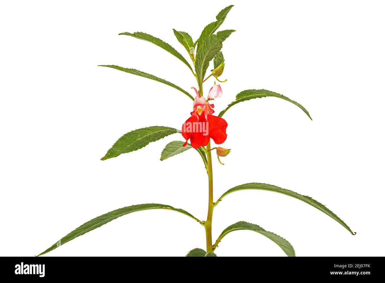 Scarlet flower of Impatiens balsamina, garden balsam jewelweed touch-me-not plant, isolated on white background Stock Photo