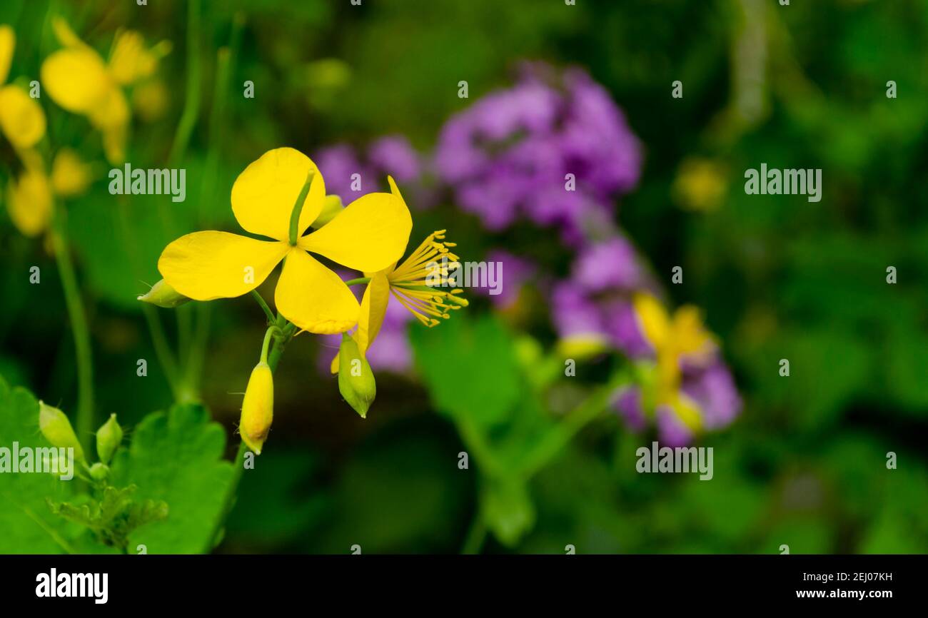 Greater celandine Chelidonium majus, tetterwort, nipplewort or swallowwort . Close up Yellow celandine flowers and buds on green grass background. Stock Photo