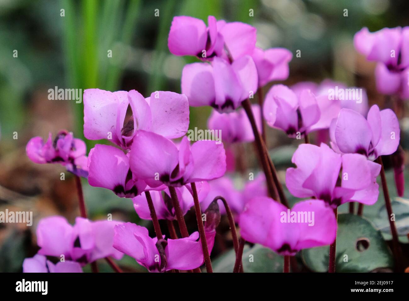 Cyclamen coum, the eastern sowbread, in flower Stock Photo - Alamy