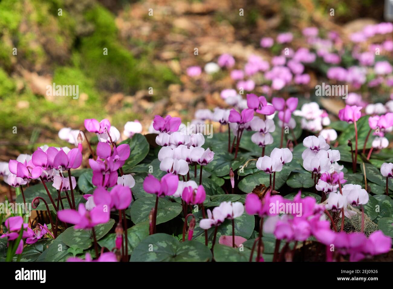 Cyclamen coum, the eastern sowbread, in flower Stock Photo - Alamy