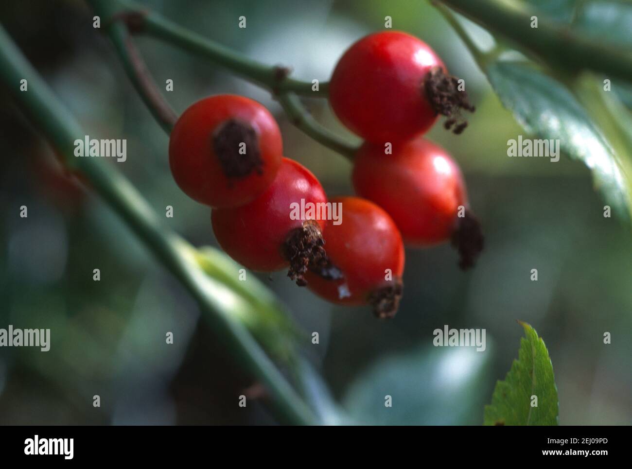 Rose hip plant hi-res stock photography and images - Alamy