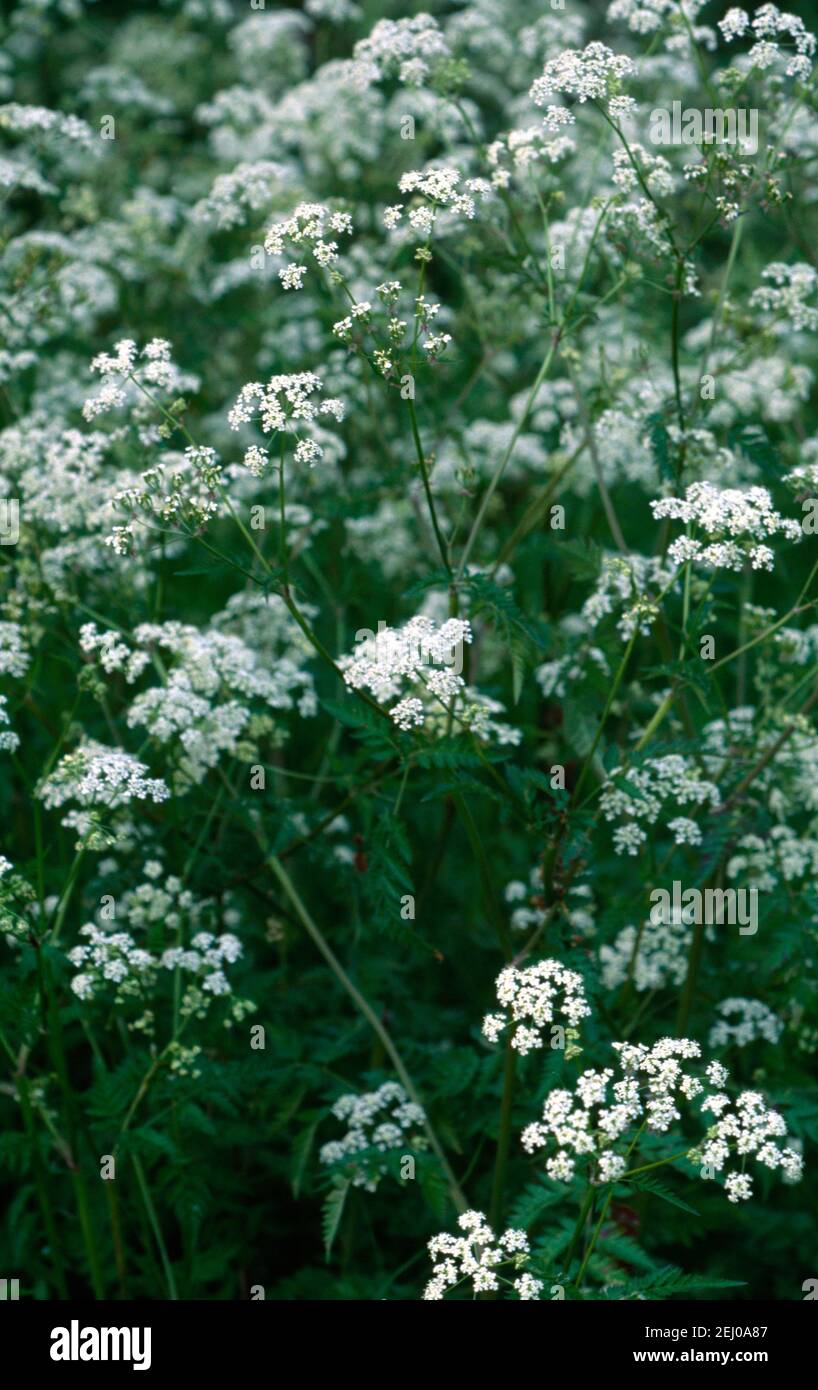 Cow Parsley (Anthriscus Sylvestris Stock Photo Alamy