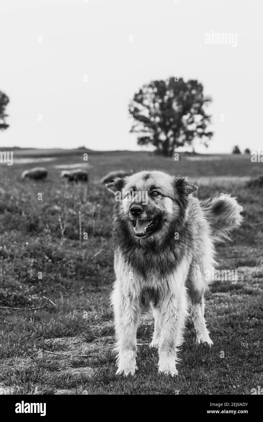 A special breed of dog in Turkey Stock Photo Alamy