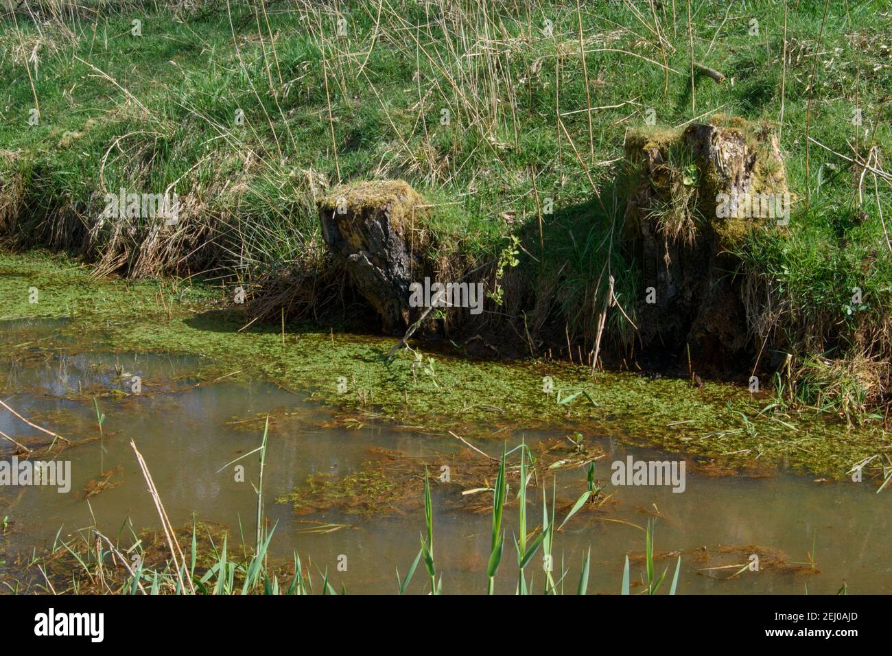 Ditch or stream flows through a meadow. Tree stumps overgrown with moss stand on the embankment. Stock Photo