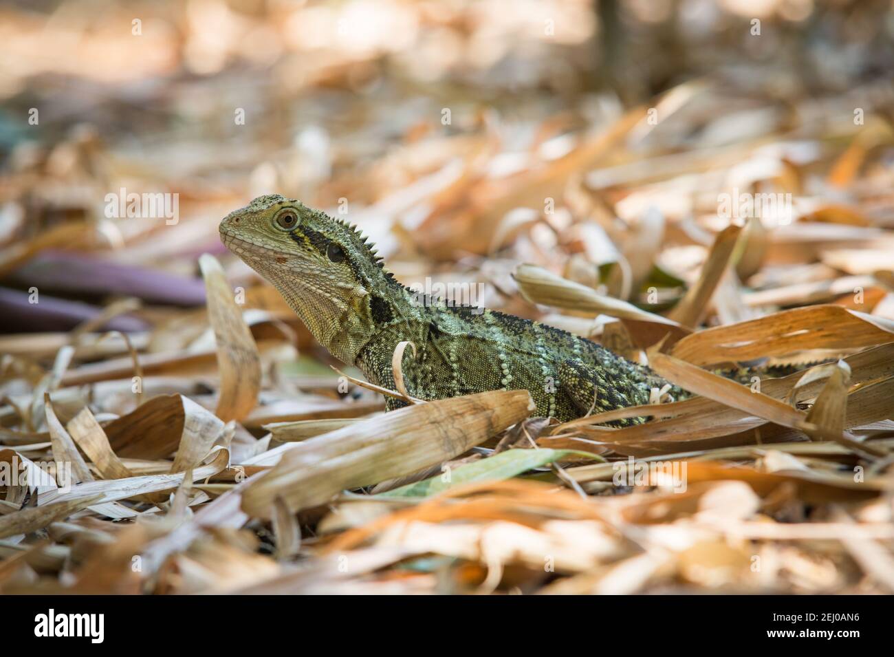 Eastern Water Dragon, or Water Lizard (Physignathus lesueurii), South Bank Parkland, Brisbane, Queensland, Australia. Stock Photo