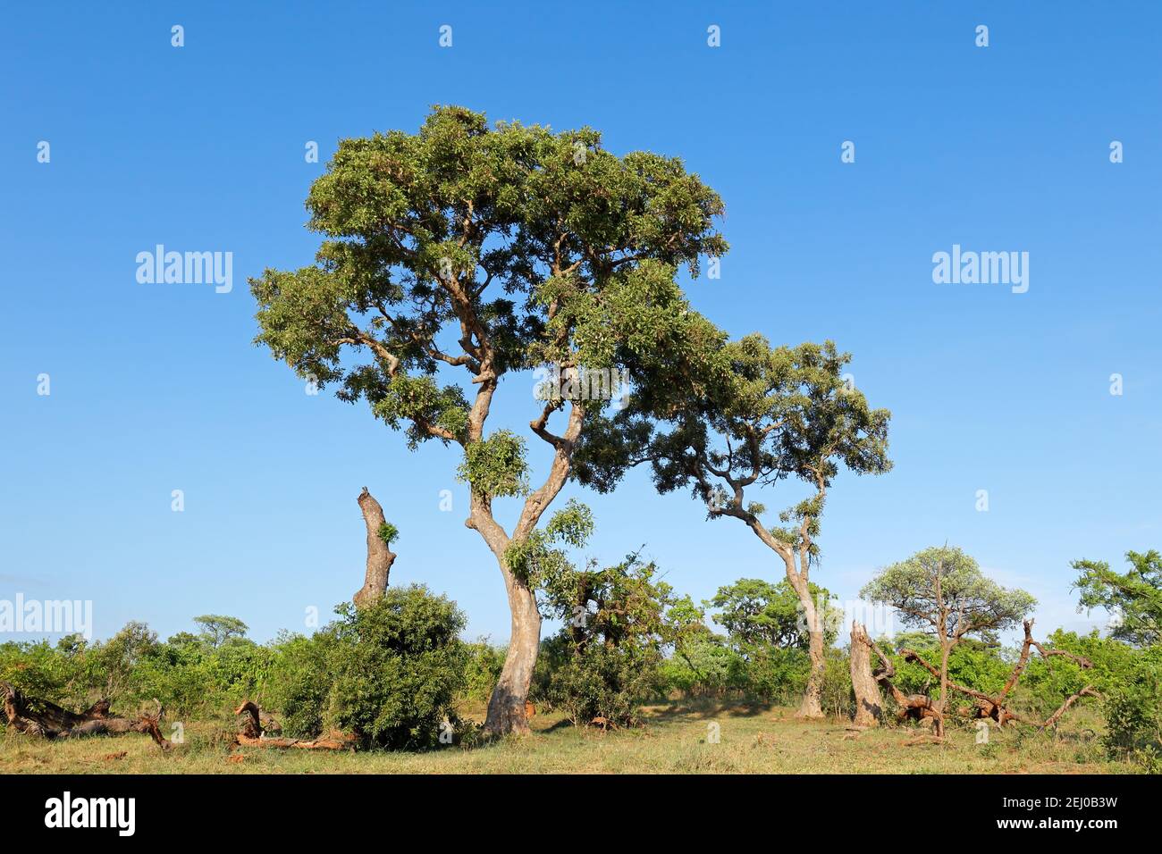 Large apple leaf tree (Philenoptera violacea), Kruger National Park, South Africa Stock Photo
