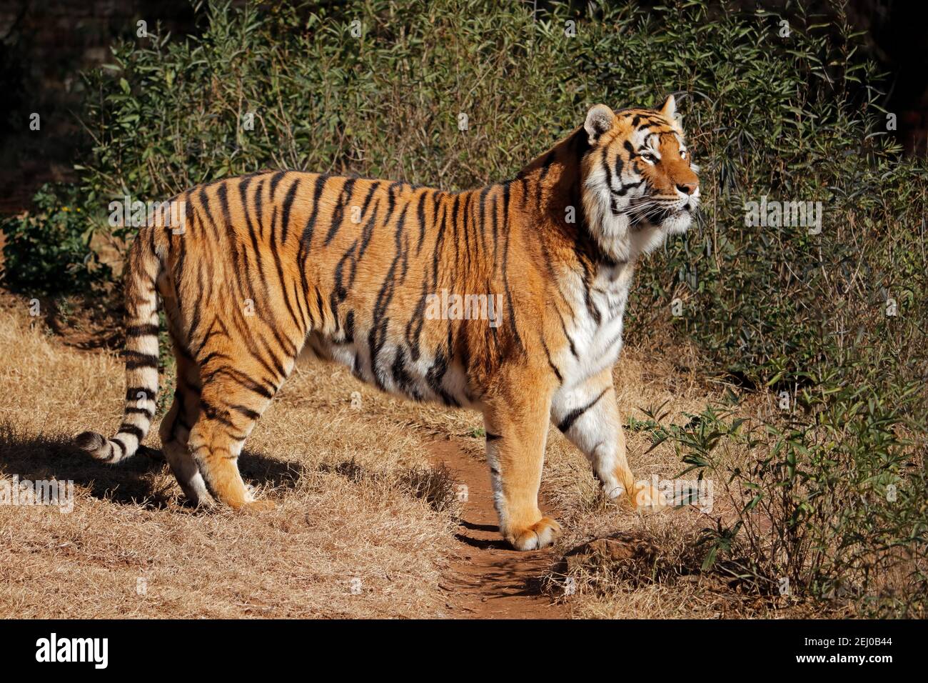 Alert Bengal tiger (Panthera tigris bengalensis) in early morning light Stock Photo