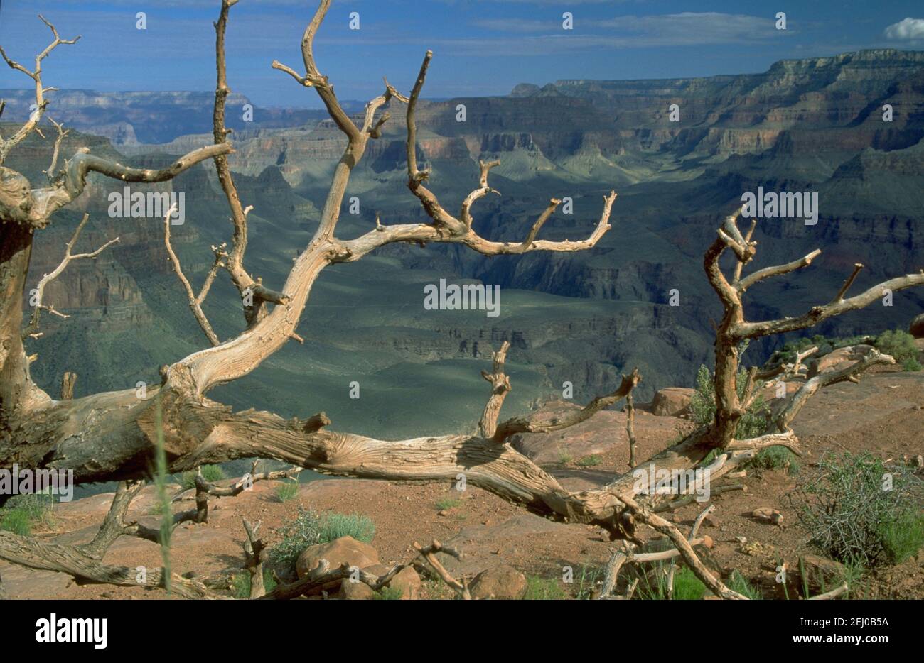 Dead Wood foreground with the Grand Canyon backdrop from the  South Kaibab Trail Stock Photo