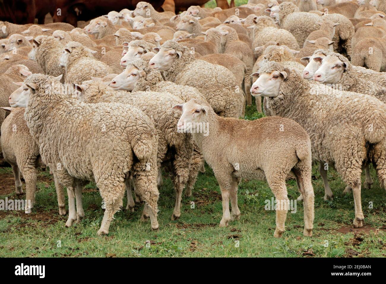 Freerange merino sheep on a rural South African farm Stock Photo Alamy