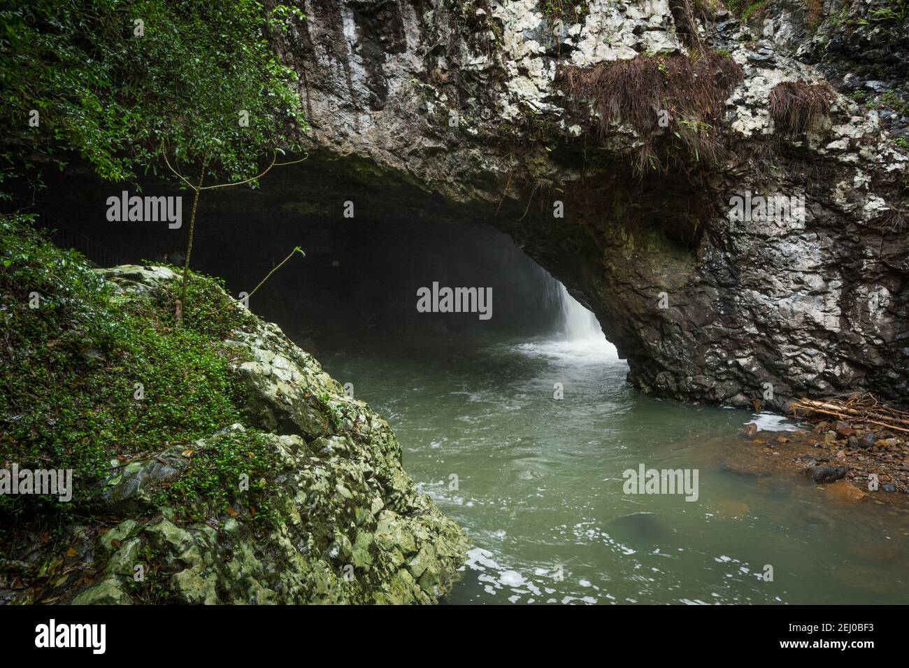 Natural bridge, Cave Creek, Springbrook National Park, Queensland, Australia. Stock Photo