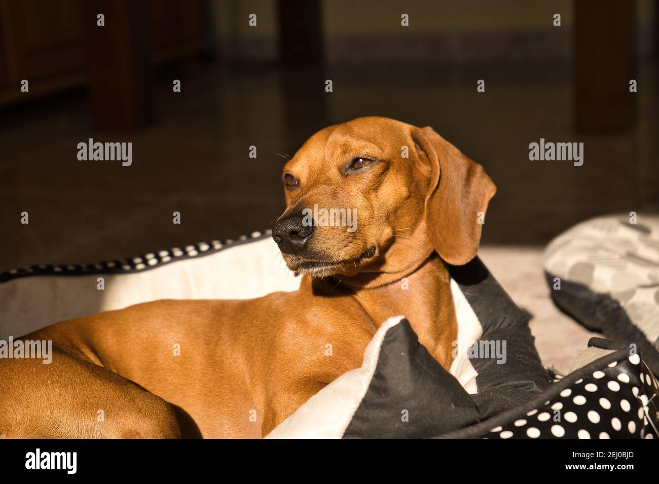 Beautiful purebred dachshund dog, also called teckel, Viennese dog or sausage dog, on a dog bed looking at the camera. Dog Stock Photo