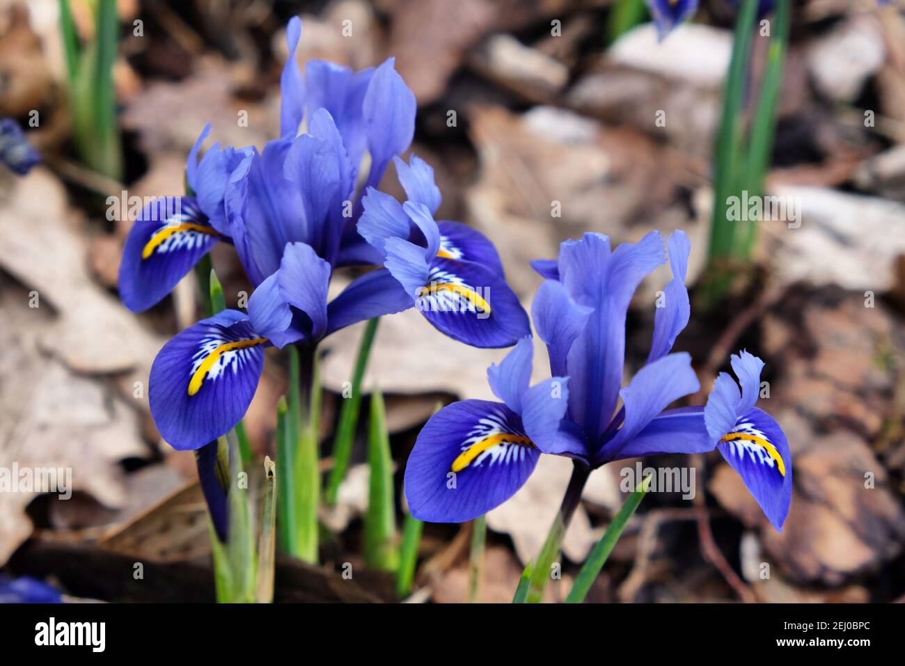 Iris 'Eye Catcher' Reticulata in flower Stock Photo Alamy