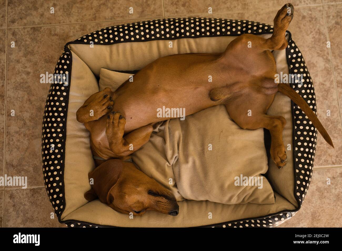 weiner dog bed